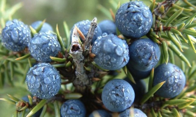 Uitplanten jonge jeneverbessen bij het Esven
