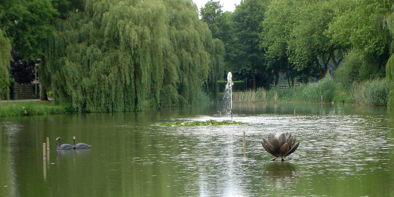 Zwarte zwanen in strijd tegen aalscholvers