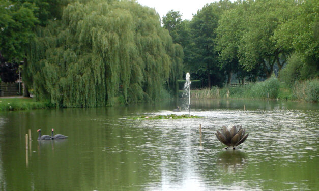 Zwarte zwanen in strijd tegen aalscholvers