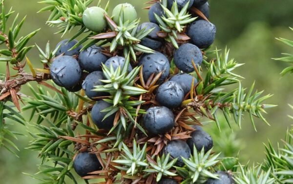 Wist je dat… (kruidentuin)