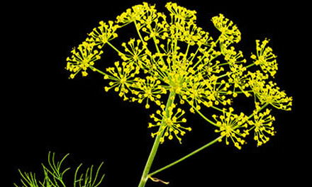 Wist je dat… (kruidentuin)