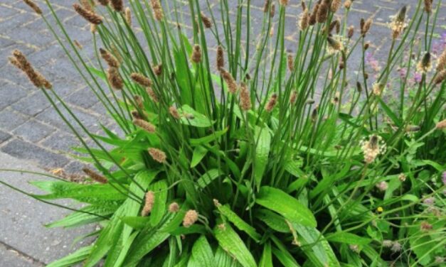 Wist je dat… (kruidentuin)