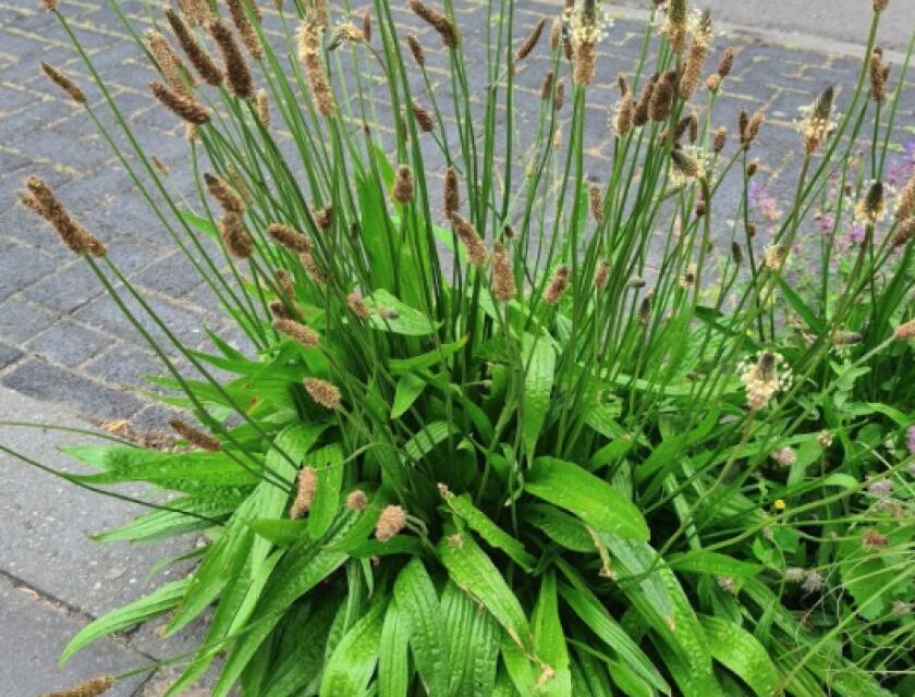 Wist je dat… (kruidentuin)