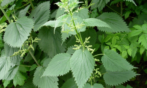 Wist je dat… (kruidentuin)