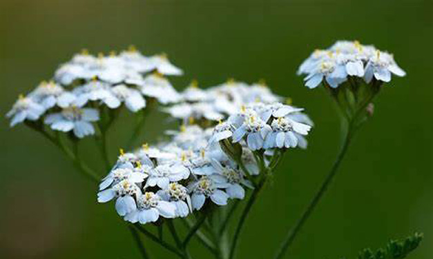Duizendblad (Achillea millefolium)