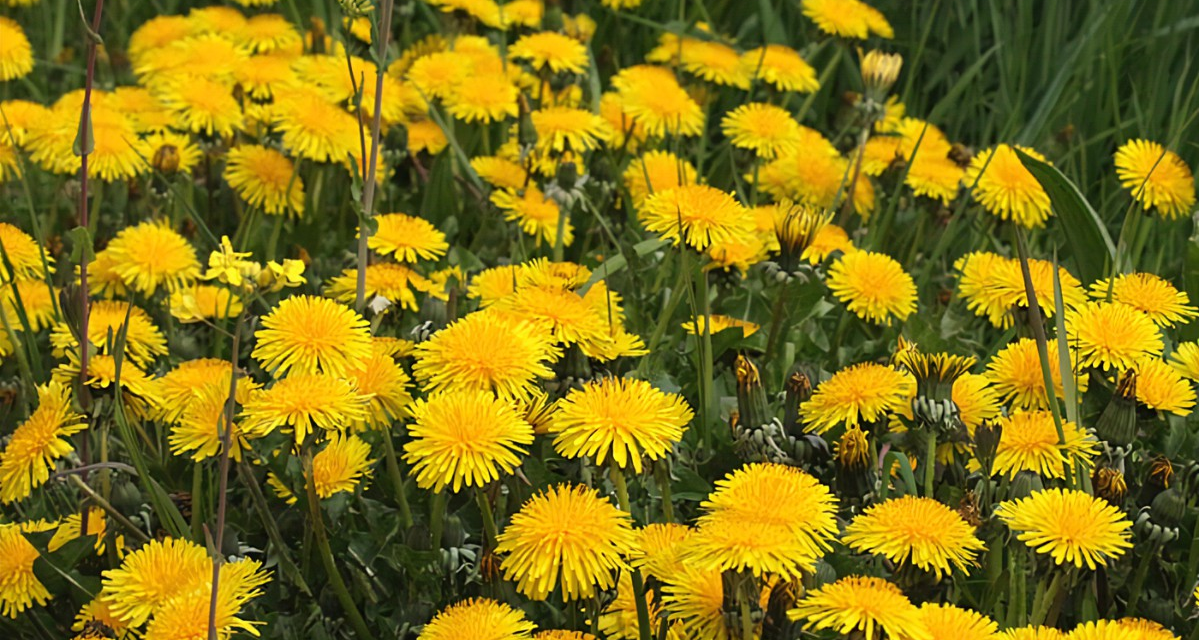 WIST JE DAT… (KRUIDENTUIN