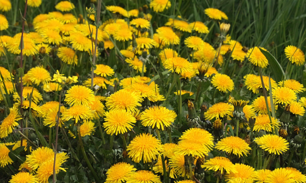 WIST JE DAT… (KRUIDENTUIN