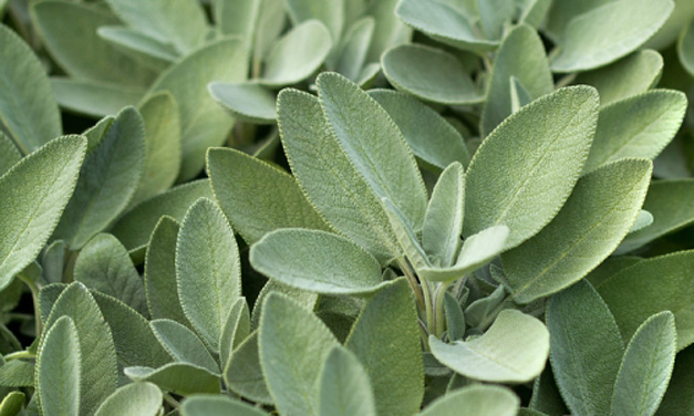 Wist je dat… (kruidentuin)