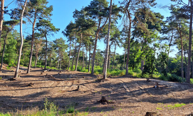 Excursie heideverbindingszone Cokse Heide – Duvelskuul op zaterdag 4 oktober 2025